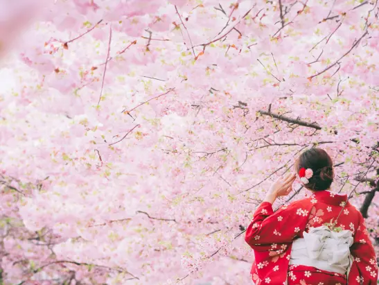 Sakura Blossom _547x411